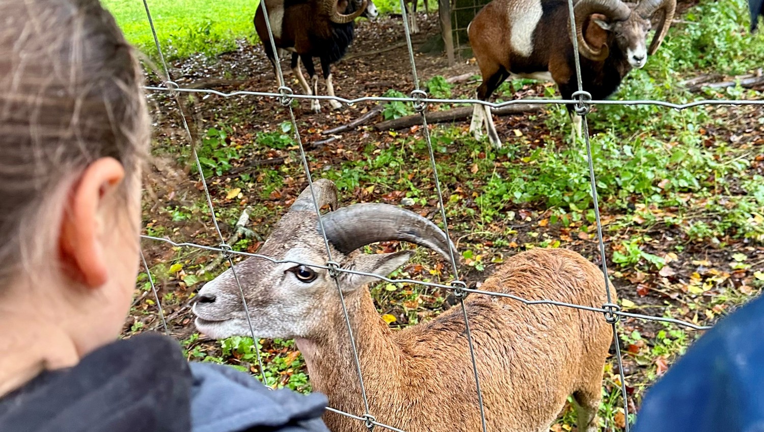 Aktionswoche im Wildpark Alte Fasanerie bietet 26 Plätze für Kinder in den Osterferien Aktionswoche im Wildpark Alte Fasanerie bietet 26 Plätze für Kinder in den Osterferien