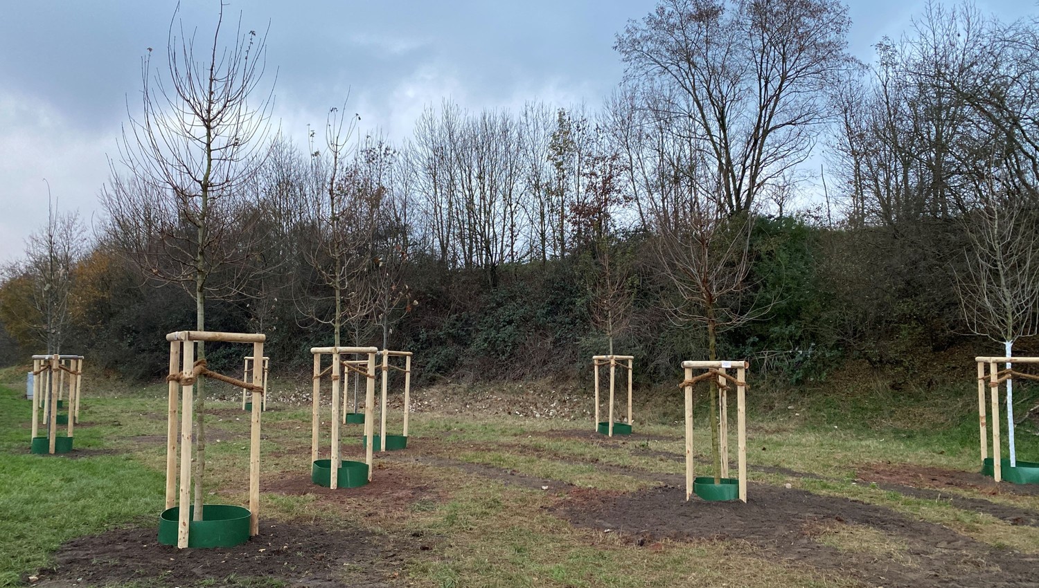 Bürgerwäldchen in Großauheim eröffnet: Hanau setzt auf hitzeunempfindliche Bäume und Bürgerspenden Bürgerwäldchen in Großauheim eröffnet: Hanau setzt auf hitzeunempfindliche Bäume und Bürgerspenden