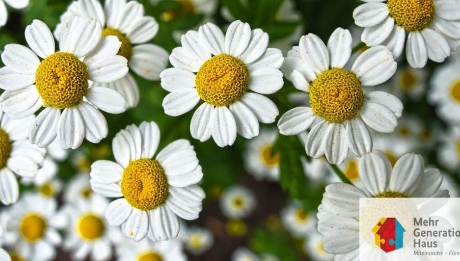 Eltville: Kreativtreff lädt zum Gestalten von Blumengestecken im Mehrgenerationenhaus