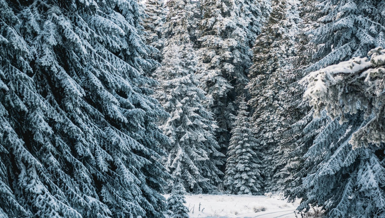 Forstamt Rüdesheim lädt zum Weihnachtsbaumkauf im Wald