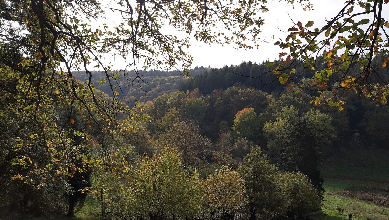 Rauenthal erhält neuen 5,4 Kilometer Rundweg durch Weinberge und Streuobstwiesen Rauenthal erhält neuen 5,4 Kilometer Rundweg durch Weinberge und Streuobstwiesen