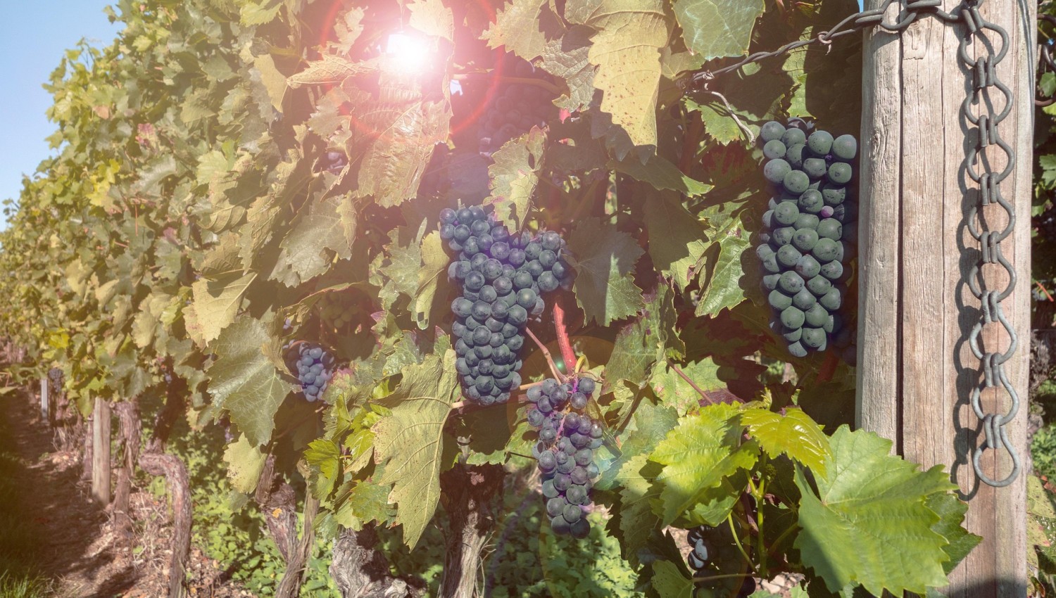 Weinfest Heumarkt 2024 – Programm, Winzer und Highlights in Köln